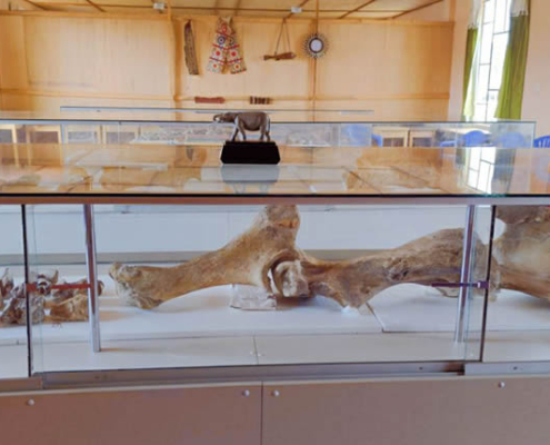 Restos fósiles de Choccocconiri: mastodontes en el altiplano de Juli