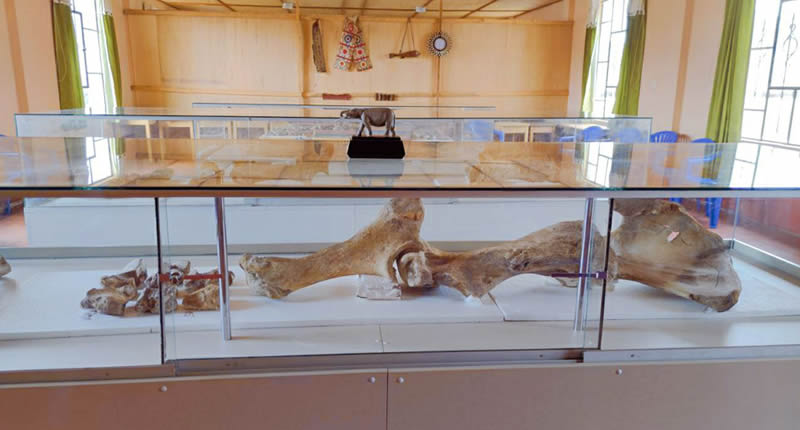 Fossile Überreste von Choccocconiri – Mastodonten im Hochland von Juli Fossile Überreste von Choccocconiri – Mastodonten im Hochland von Juli